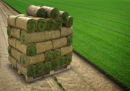 Газон рулонного типа, трава в рулонах